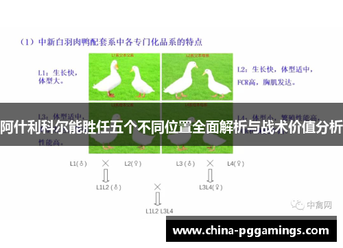 阿什利科尔能胜任五个不同位置全面解析与战术价值分析